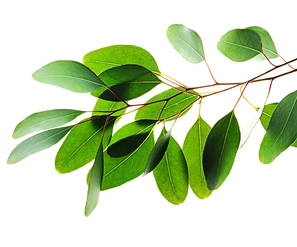 Eucalyptus Leaves Branch