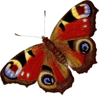 Red and Yellow Butterfly with Detailed Patterns