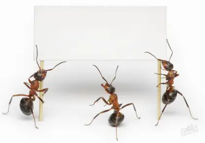 Ants Holding a Sign