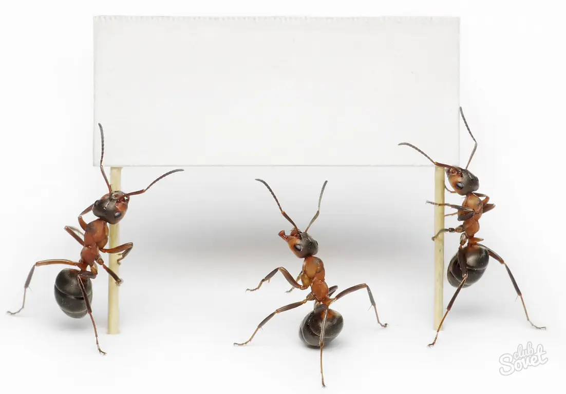 Ants Holding a Sign