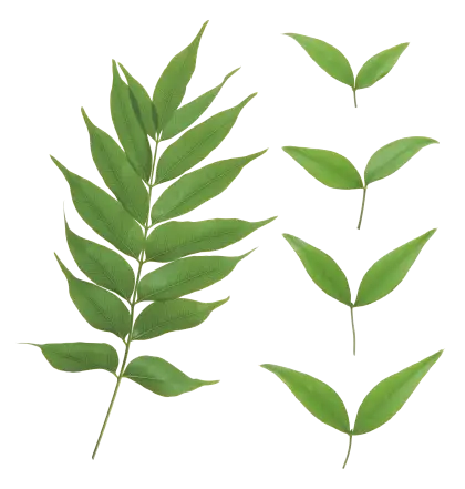 Illustration of Green Leaves Collection for Botanical Use