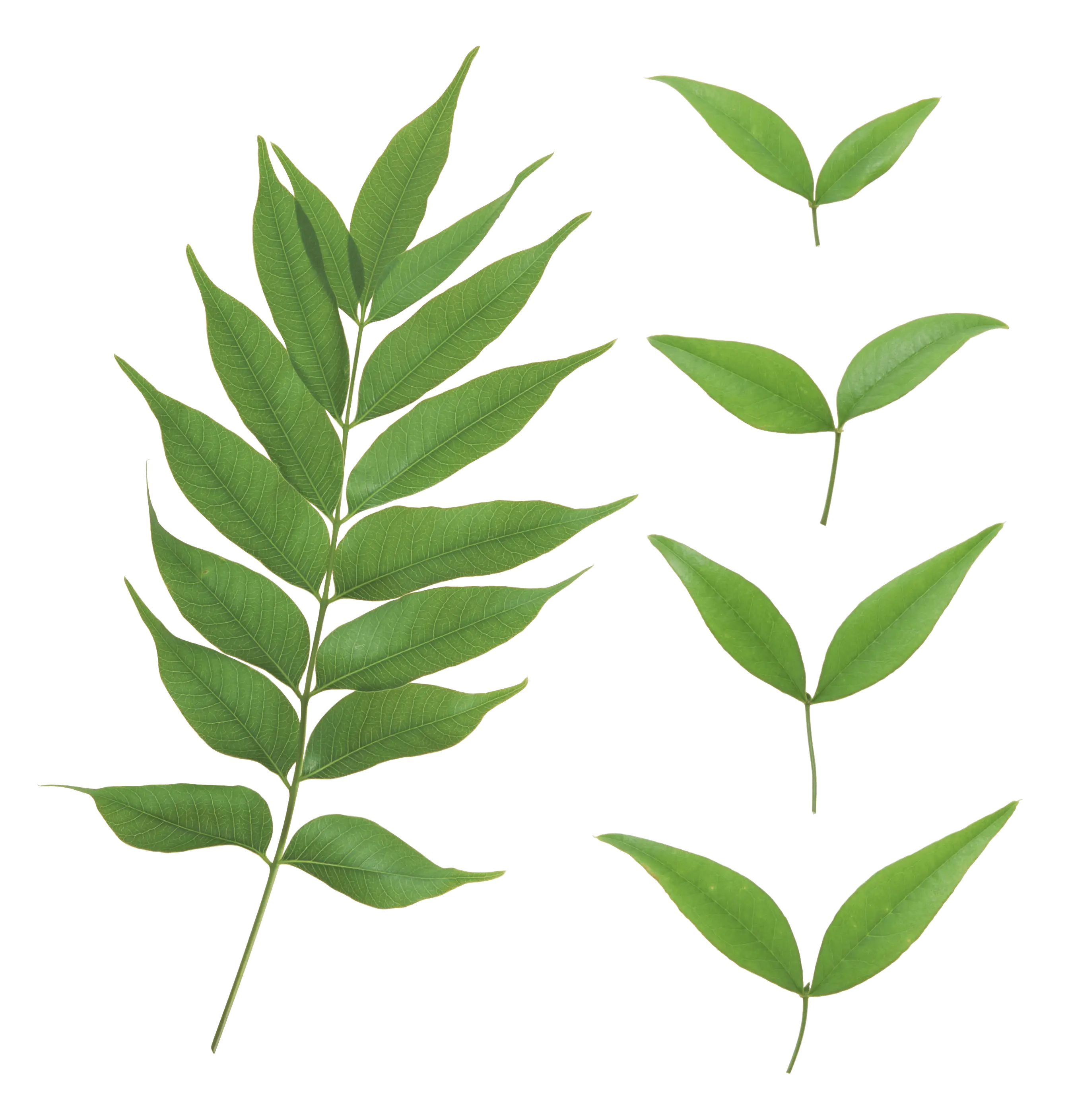 Illustration of Green Leaves Collection for Botanical Use