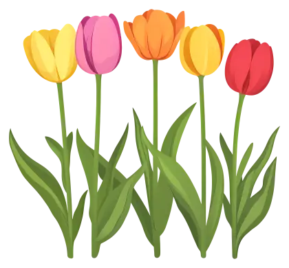 Beautiful Red and Purple Tulips in Bloom