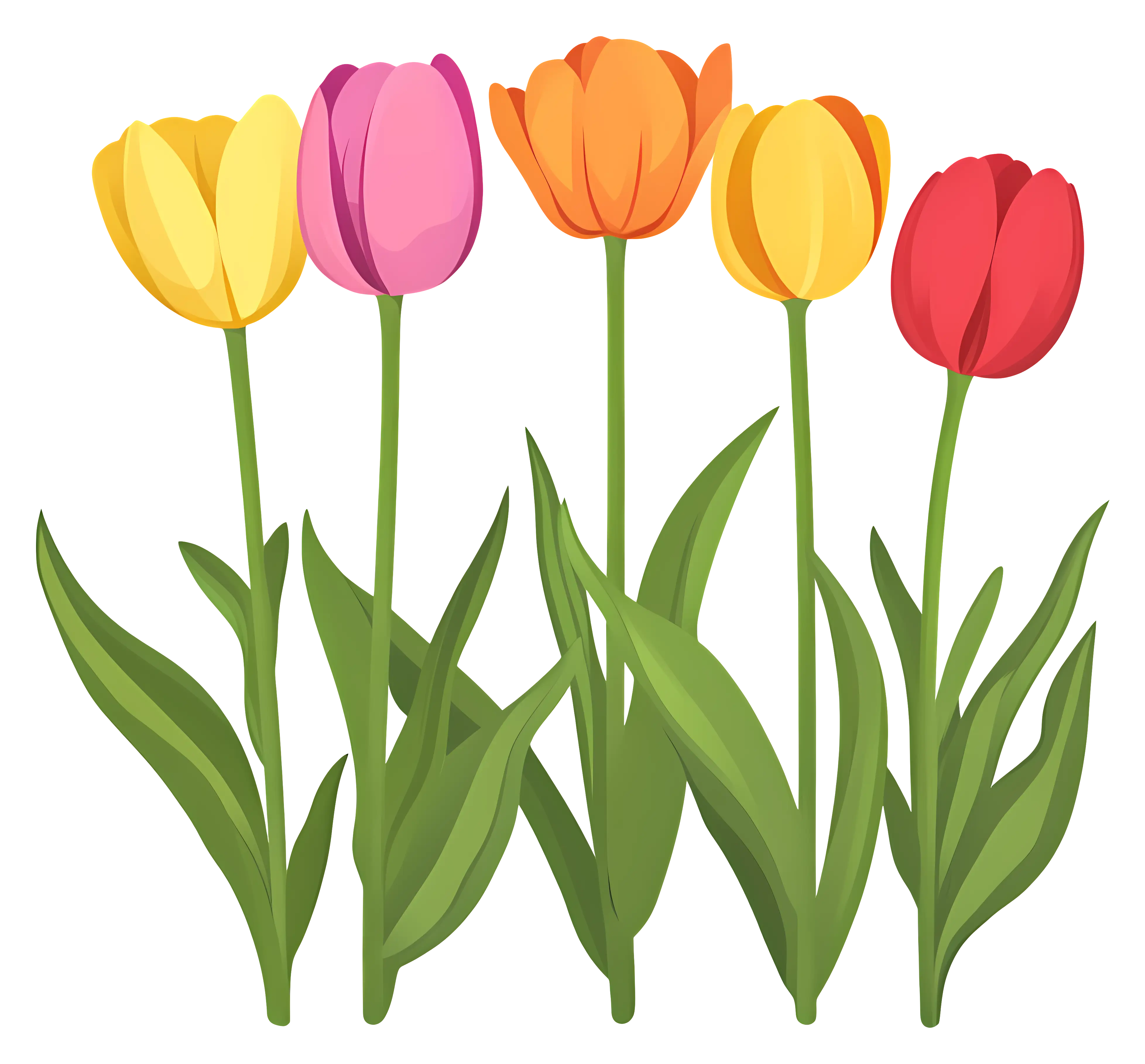 Beautiful Red and Purple Tulips in Bloom