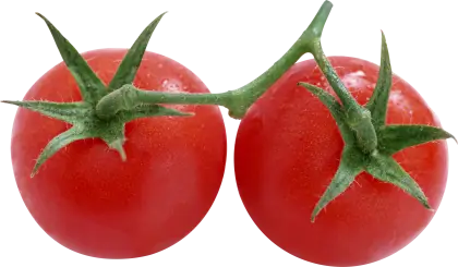 Fresh Red Tomatoes on Vine