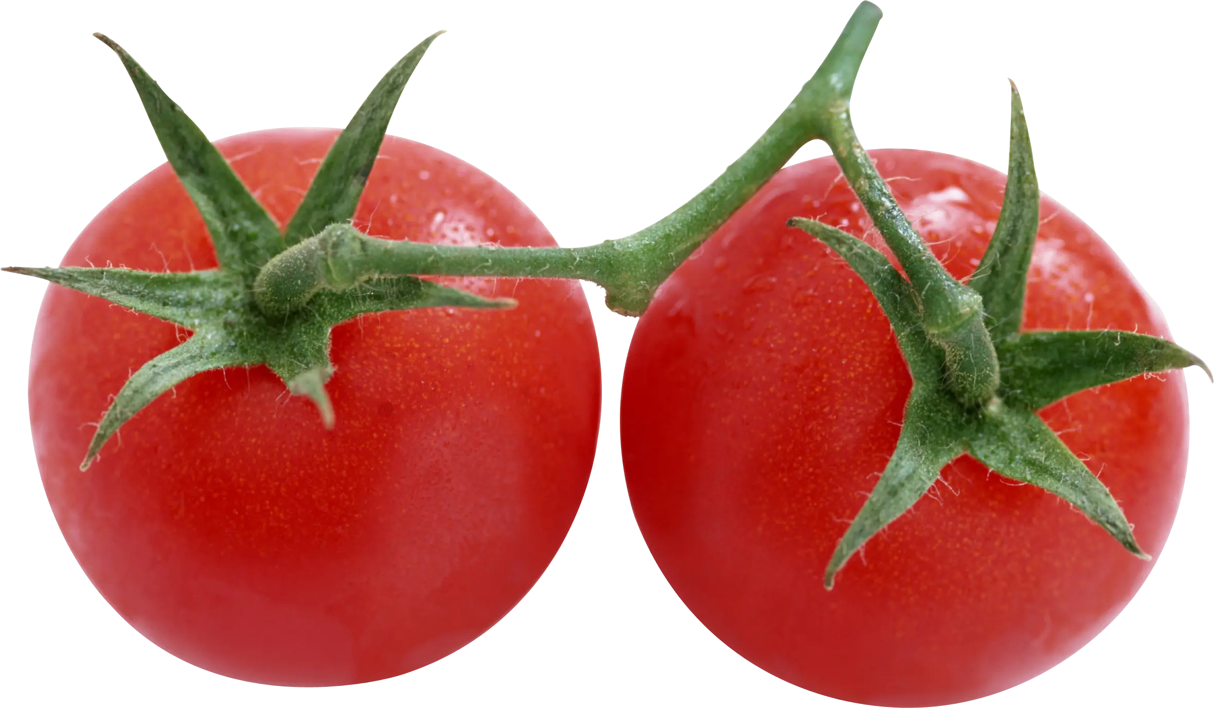 Fresh Red Tomatoes on Vine