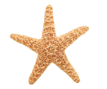 Realistic Starfish Illustration