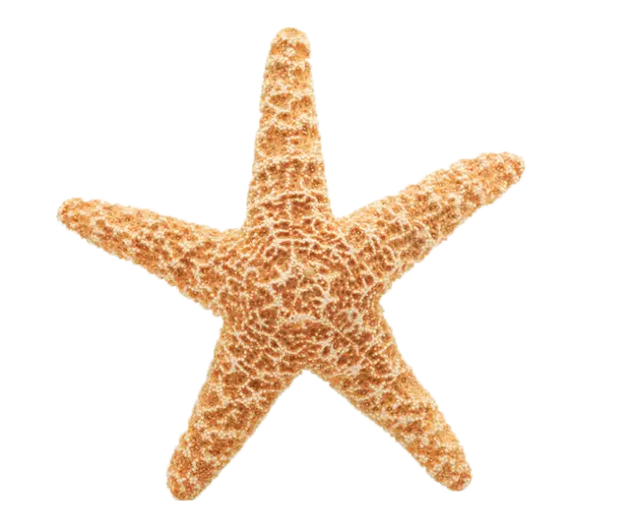 Realistic Starfish Illustration