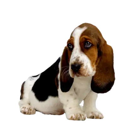 Sad Basset Hound Puppy with Adorable Expression