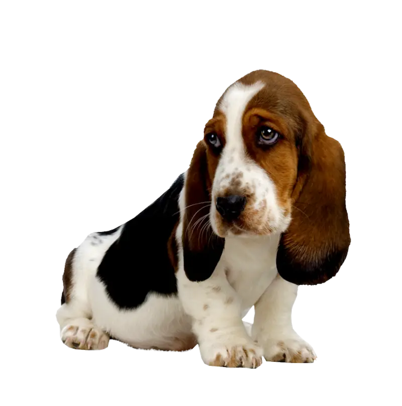 Sad Basset Hound Puppy with Adorable Expression