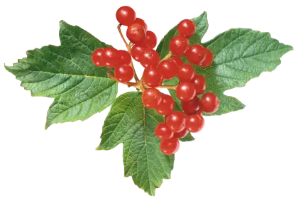 Red Berries with Green Leaves