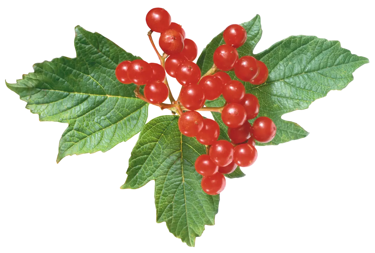Red Berries with Green Leaves
