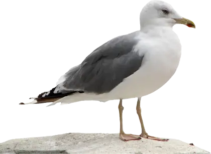Seagull Standing on Ground