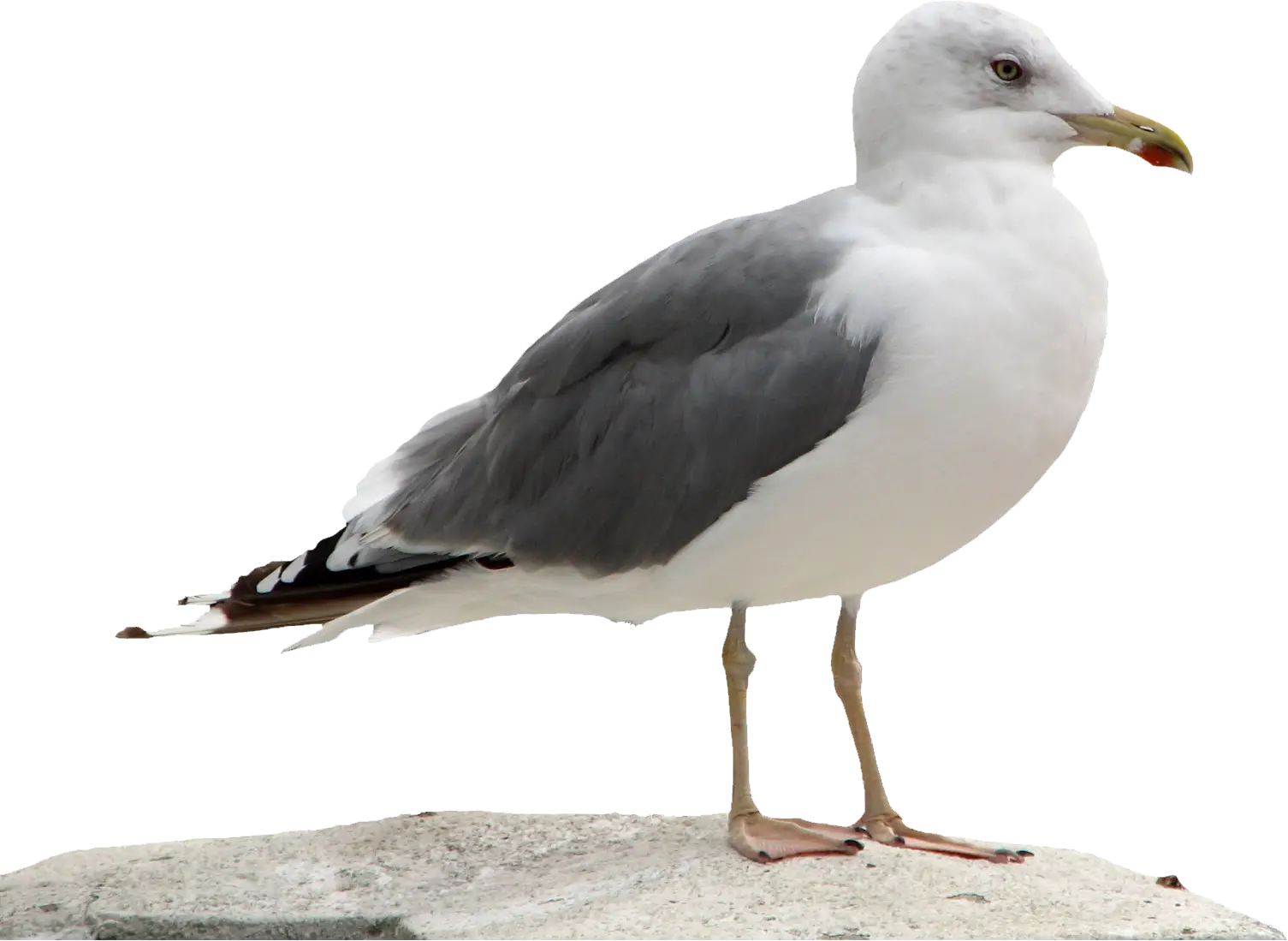 Seagull Standing on Ground