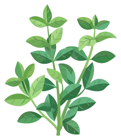 Green Mint Herb Leaves Illustration