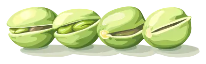 Green Pistachios Nuts