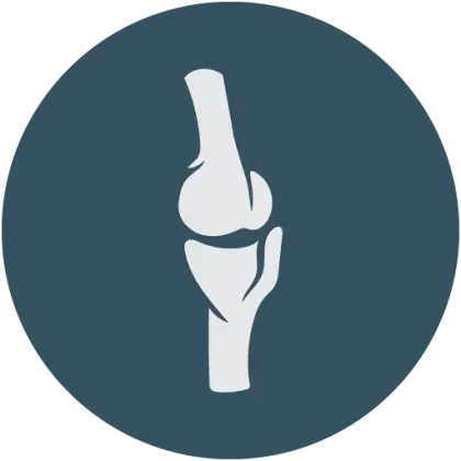 Knee Joint Anatomy Illustration