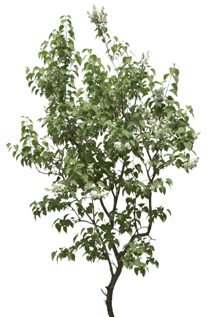 Flowering Tree with Delicate Blossoms