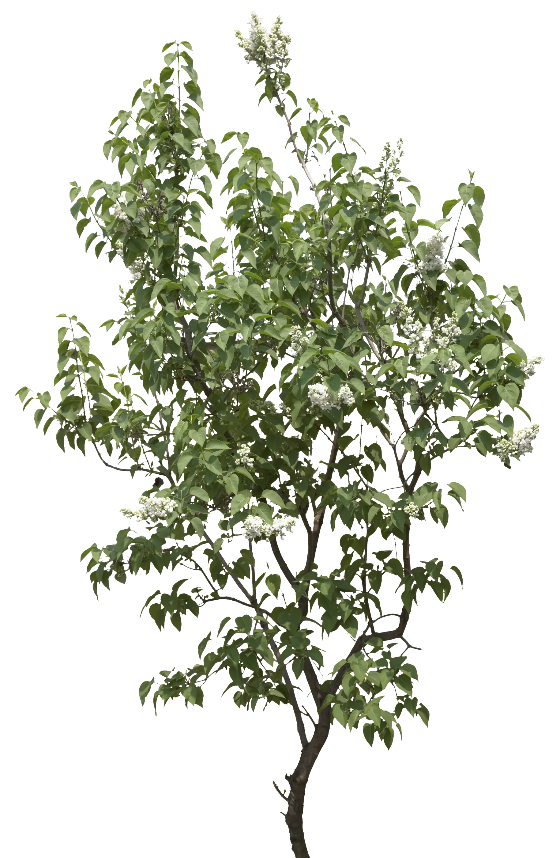 Flowering Tree with Delicate Blossoms
