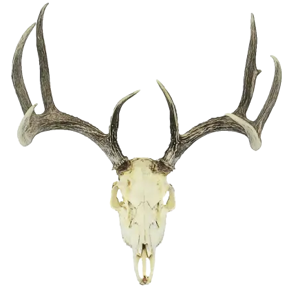 Deer Skull with Large Antlers