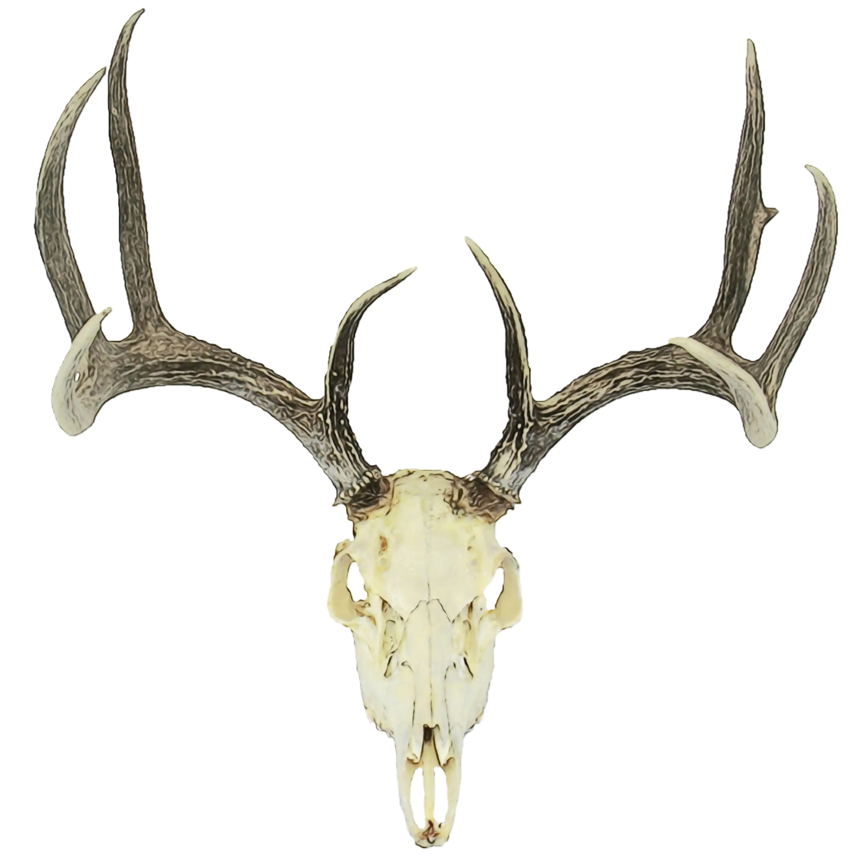 Deer Skull with Large Antlers