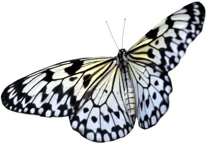 Black and White Butterfly Close-Up