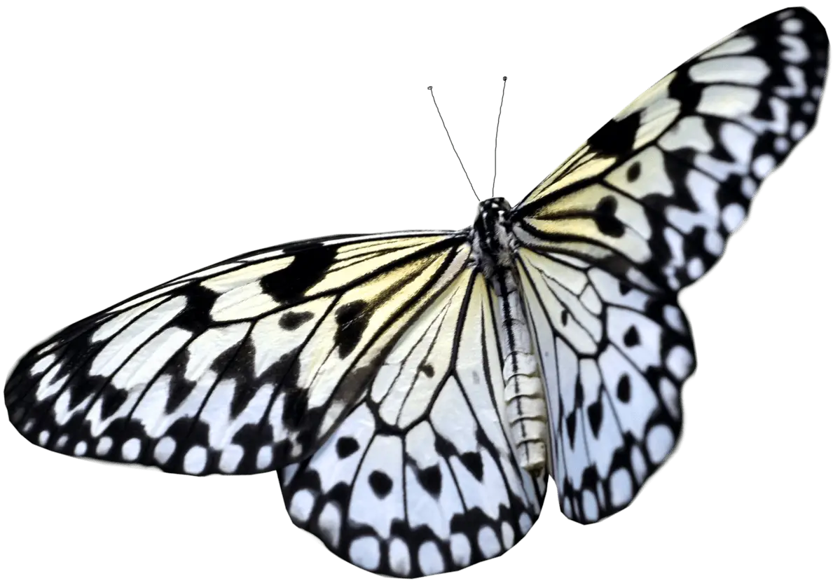 Black and White Butterfly Close-Up