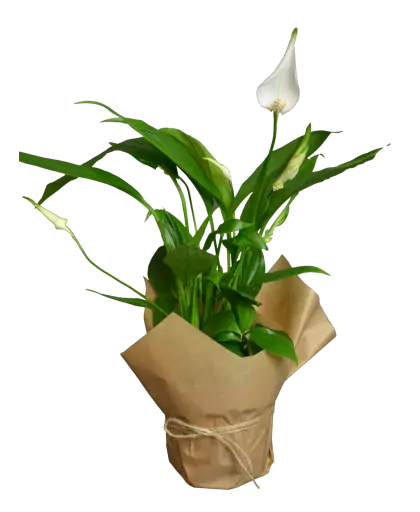 Peace Lily in Brown Paper Wrap