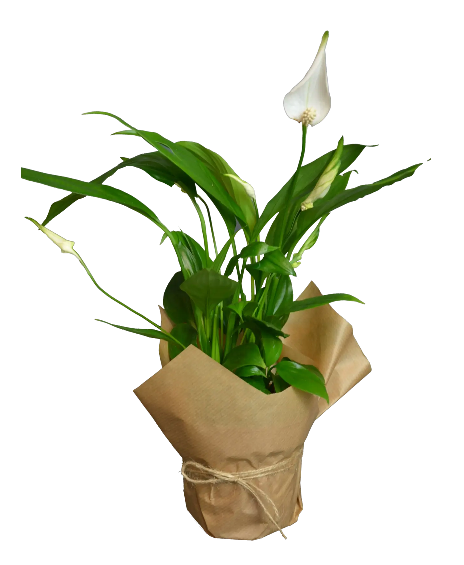 Peace Lily in Brown Paper Wrap