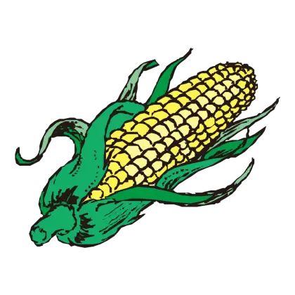 Corn on the Cob