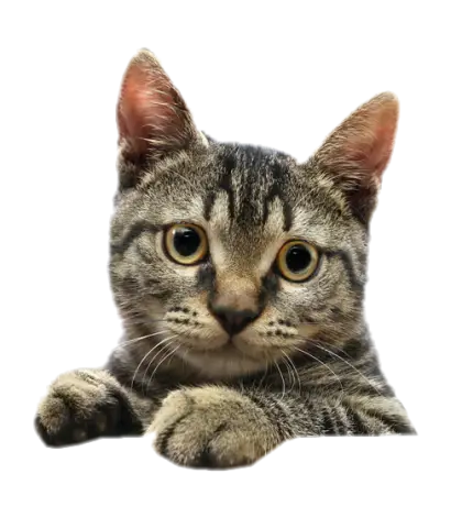 Curious Striped Cat Looking Cute