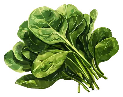 Fresh Green Spinach Leaves Illustration