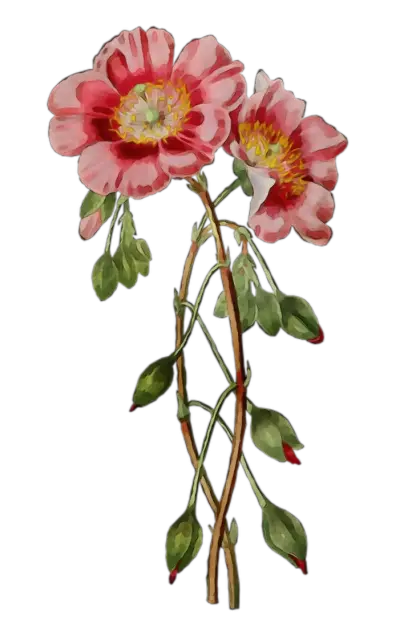 Watercolor Pink Flowers Illustration