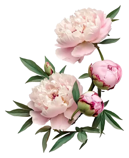 Pink Flowers with Stems