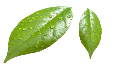 Fresh Green Leaves with Water Droplets