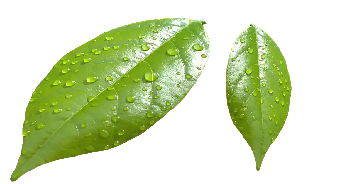 Fresh Green Leaves with Water Droplets