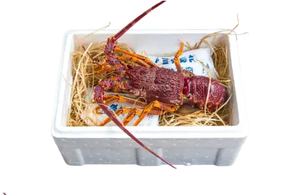 Lobster in a Box