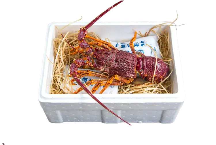 Lobster in a Box