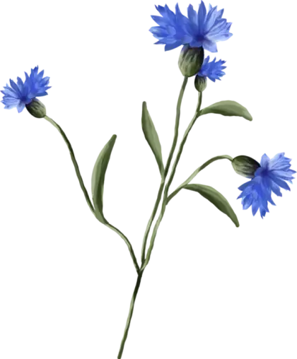 Blue Cornflower Botanical Illustration