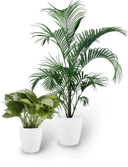 Green Potted Plants in White Pots
