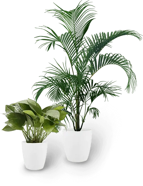 Green Potted Plants in White Pots