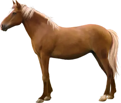 Brown Horse