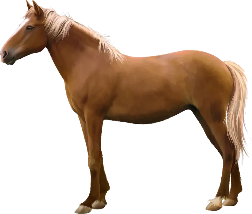 Brown Horse