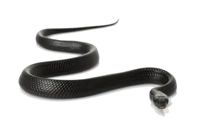 Slithering Black Snake in Motion