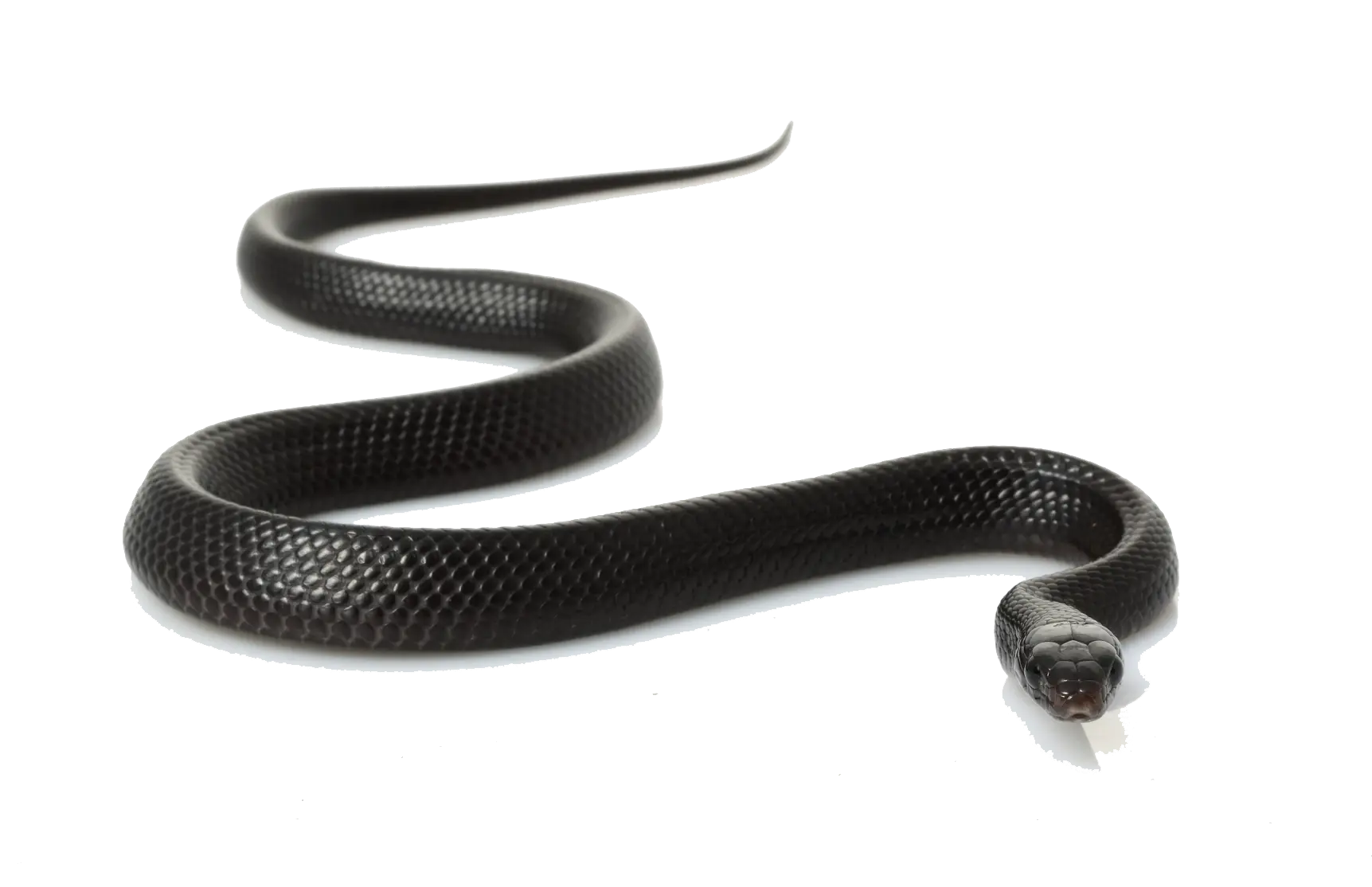 Slithering Black Snake in Motion