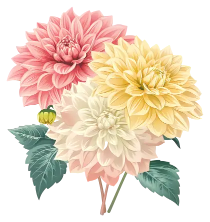 Bouquet of Dahlia Flowers Watercolor Illustration