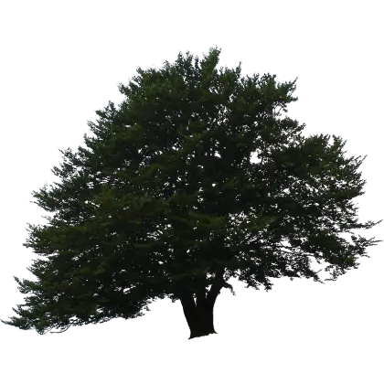 Lush Green Tree Silhouette in Nature
