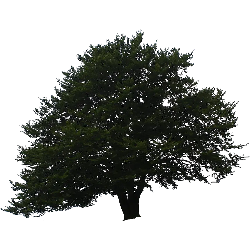 Lush Green Tree Silhouette in Nature