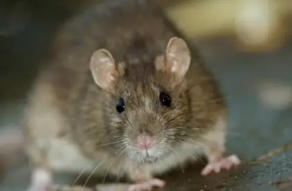 Close-Up Image of a Mouse in Nature
