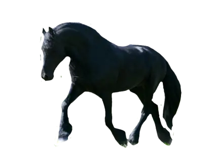 Black Horse Running Gracefully